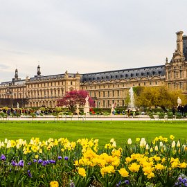 marvelous-spring-tuileries-garden-view-louvre-palace-paris-france-april-2019